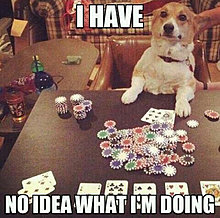 funny_pets_have_no_ideea_21.jpg