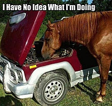 funny_pets_have_no_ideea_23.jpg