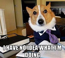 funny_pets_have_no_ideea_25.jpg