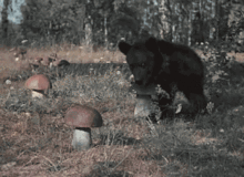 funny_bear_1.gif