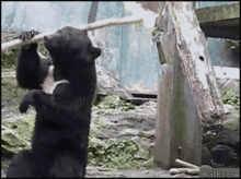 funny_bear_3.gif