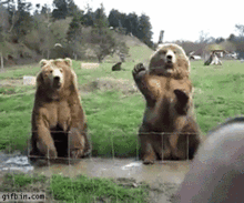 funny_bear_4.gif
