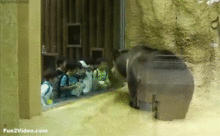 funny_bear_5.gif