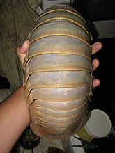 giant_isopod.jpg