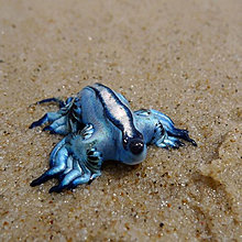 glaucus_atlanticus.jpg