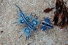 glaucus_atlanticus3.jpg