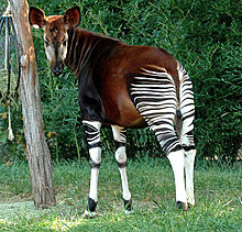 okapi.jpg