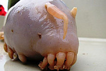 sea_pig.jpg