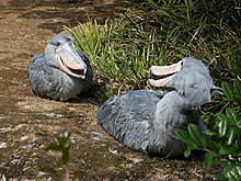 shoebill2.jpg