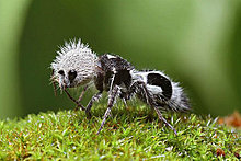 the_panda_ant.jpg