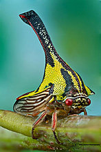 umbonia_spinosa.jpg