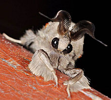 venezuelan_poodle_moth.jpg