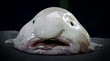 blob_fish.jpg