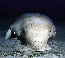 dugong.jpg