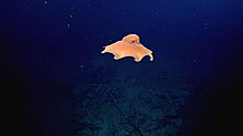 dumbo_octopus2.jpg