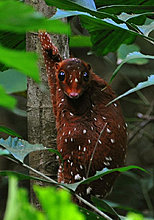 sunda_colugo.jpg