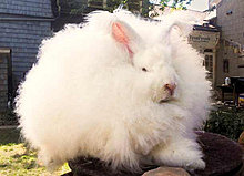 angora_rabbit.jpg