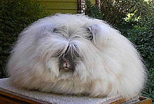 angora_rabbit2.jpg