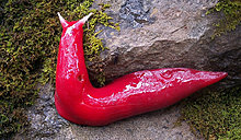 giant_pink_slug.jpg