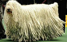 komondor.jpg