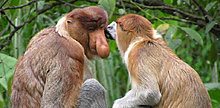 proboscis_monkey.jpg