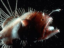 angler-fish_222_600x450.jpg