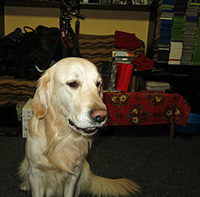 aldo_the_golden_retriever_08.jpg