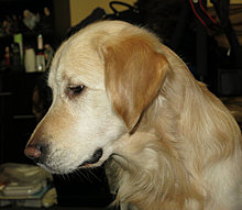 aldo_the_golden_retriever_09.jpg