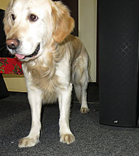 aldo_the_golden_retriever_12.jpg