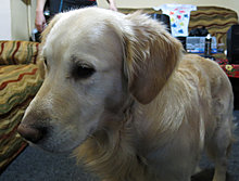 aldo_the_golden_retriever_16.jpg