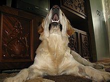 aldo_the_golden_retriever_20.jpg