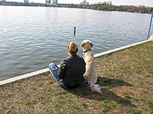 aldo_the_golden_retriever_24.jpg