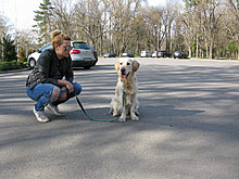 aldo_the_golden_retriever_25.jpg