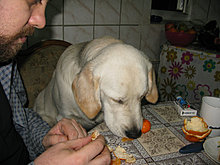 aldo_the_golden_retriever_38.jpg
