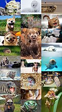 happiest_animals_in_the_world.jpg