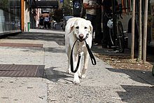 dog_walking_himself.jpg