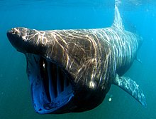 basking_shark.jpg