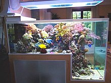 aquarium_ideeas_08.jpg