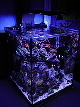 aquarium_ideeas_14.jpg
