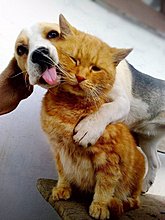 pets_love_38.jpg