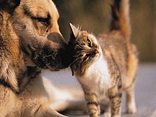 pets_love_58.jpg