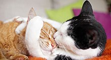 pets_love_79.jpg