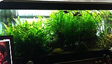 aquamonk_plants.jpg