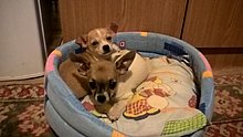 wp_20151205_15_57_43_pro.jpg