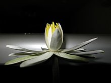 img_4305.jpg