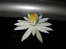 img_4306.jpg