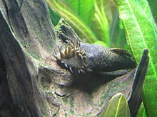 aquamonk_bigdaddy_img_4978.jpg