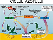 ciclul-20azotului.jpg