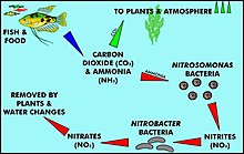 nitrogen-cycle1.jpg