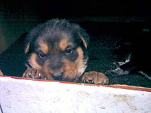 tarzan-si-chiki.jpg